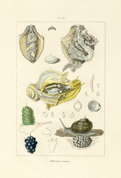 Molluscs by French School